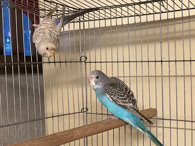 นกหงส์หยก  รูปที่ 2