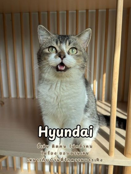 แมวสก็อตติชแท้ เพศชาย รูปที่ 2