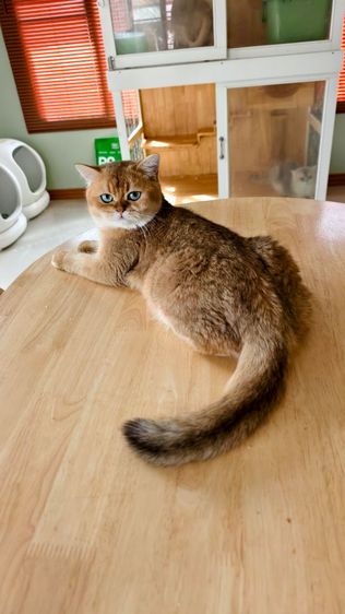 บริติชหญิง เลี้ยงเล่น  รูปที่ 2