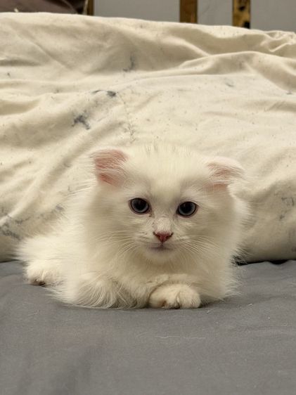 แมวขาสั้นผสมแร็คดอลล์ รูปที่ 6