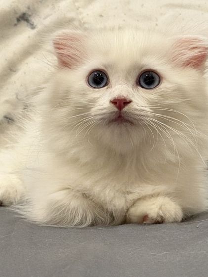 แมวขาสั้นผสมแร็คดอลล์ รูปที่ 2