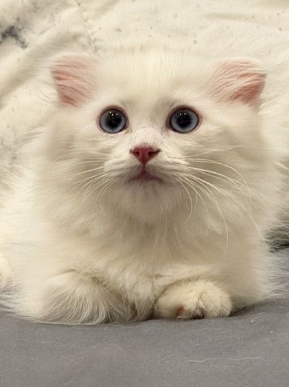 แมวขาสั้นผสมแร็คดอลล์ รูปที่ 4