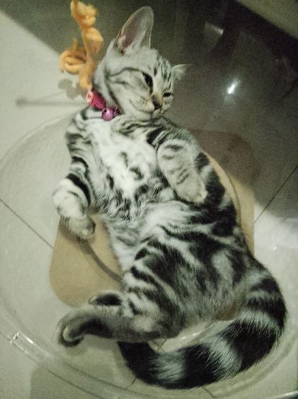 อเมริกัน ชอร์ตแฮร์ (American Shorthair) แมวอเมริกันช็อตแฮร์