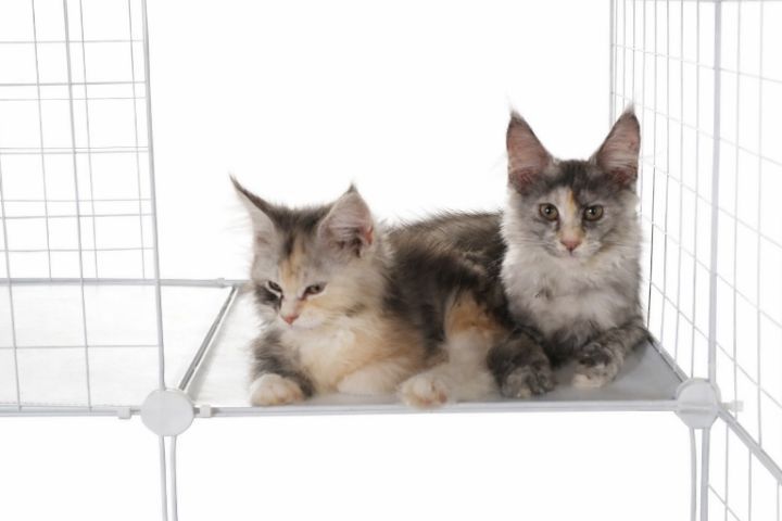 เมนคูน (Maine Coon) แมวเมนคูนแท้พ่อแม่นำเข้า เพศหญิง