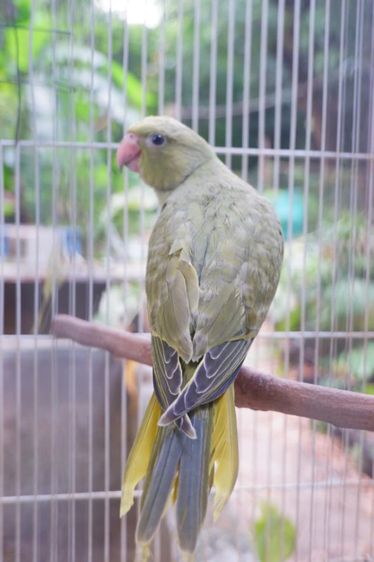 ริงเน็คสีเกรย์กรีนสปริงทบลู วัยหัดแทะ รูปที่ 2