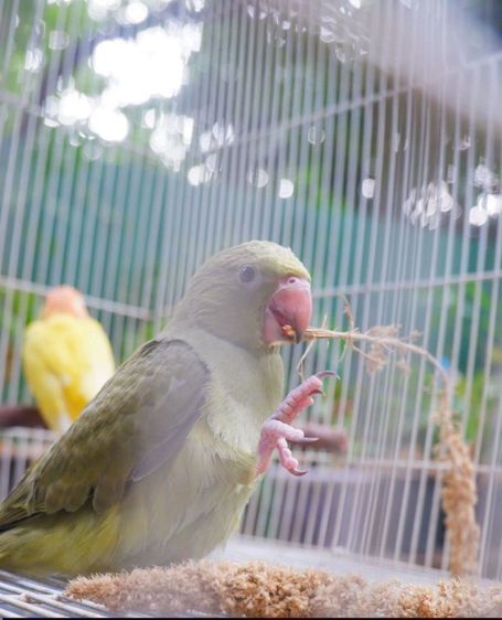 อื่นๆ ริงเน็คสีเกรย์กรีนสปริงทบลู วัยหัดแทะ