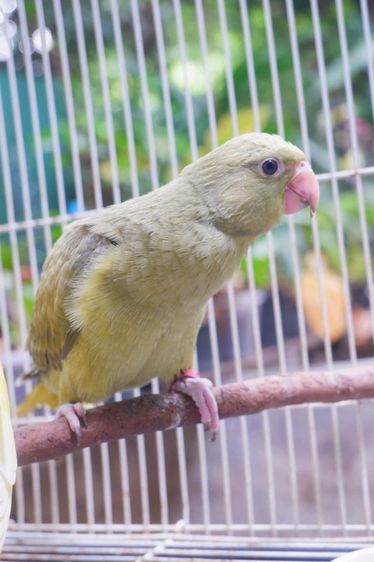 ริงเน็คสีเกรย์กรีนสปริงทบลู วัยหัดแทะ รูปที่ 4