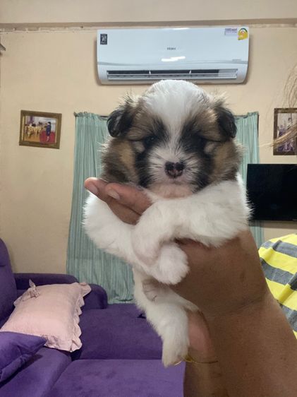 ลูกสุนัขชิสุปอม รูปที่ 2