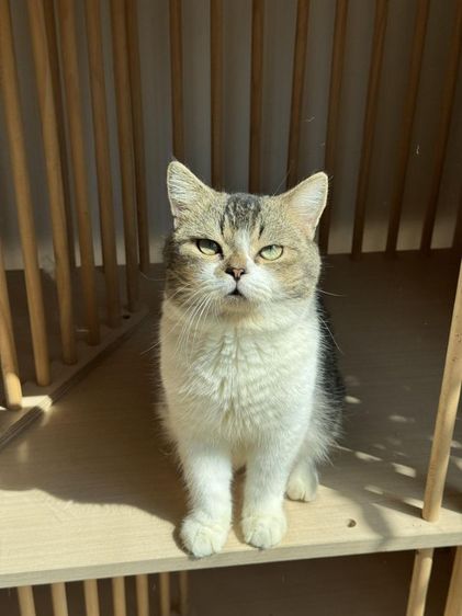 แมวสก็อตติชแท้ เพศชาย รูปที่ 4