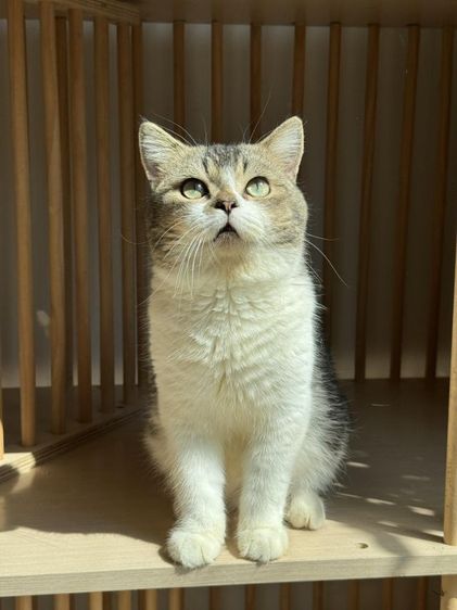 แมวสก็อตติชแท้ เพศชาย รูปที่ 5