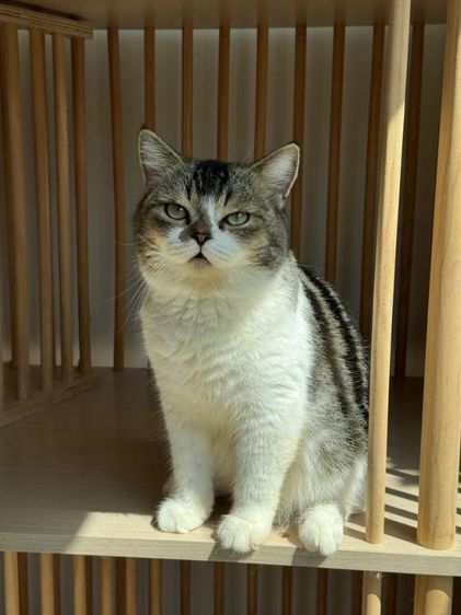 แมวสก็อตติชแท้ เพศชาย รูปที่ 3