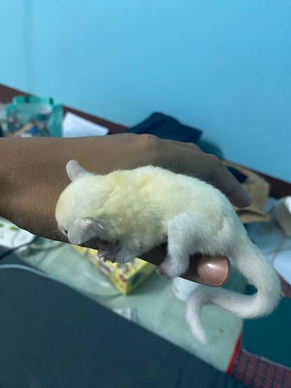 ชูก้า ชาย รูปที่ 6