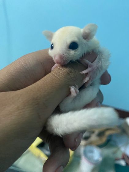 ชูก้า ชาย