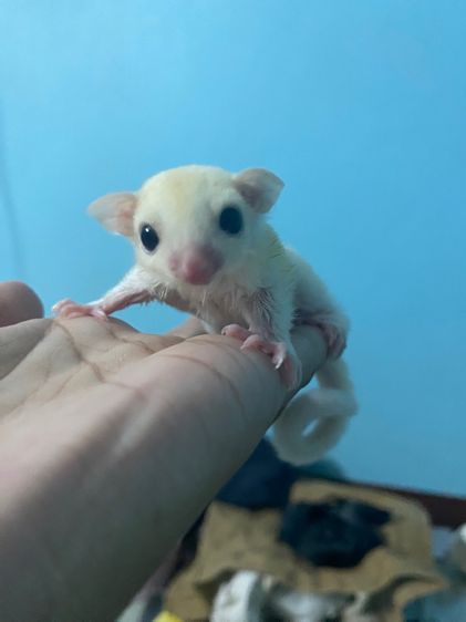 ชูก้า ชาย รูปที่ 3