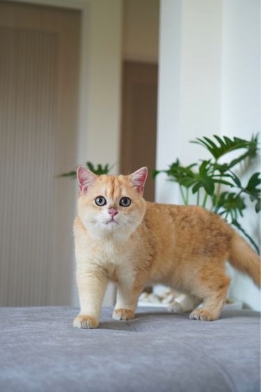 บริติช ชอร์ตแฮร์ (British Shorthair) เด็กชาย 5 เดือน บริติช