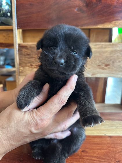 สุนัข เยอรมันเชฟเพิดลูกผสมๆ รูปที่ 3