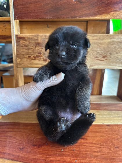 สุนัข เยอรมันเชฟเพิดลูกผสมๆ