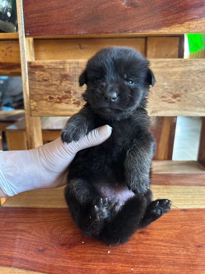 สุนัข เยอรมันเชฟเพิดลูกผสมๆ รูปที่ 2