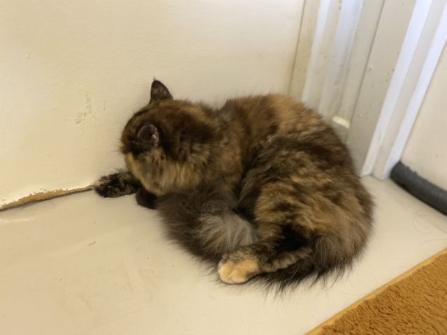 เปอร์เซีย4เดือน(ญ) รูปที่ 3