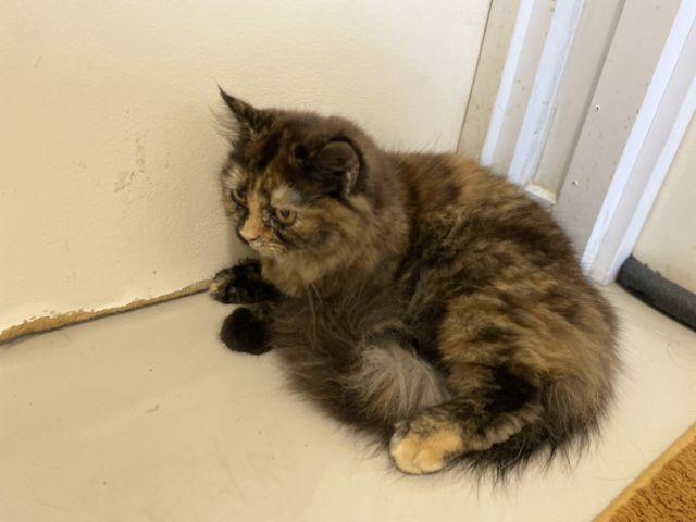 เปอร์เซีย4เดือน(ญ) รูปที่ 2