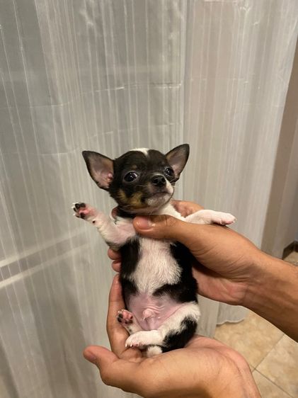 ลูกชิวาว่าขนสั้น รูปที่ 5