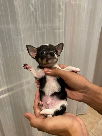 ชิวาวา (Chihuahua) เล็ก ลูกชิวาว่าขนสั้น