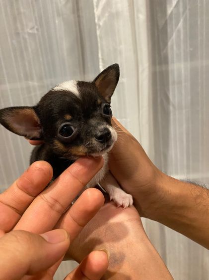 ลูกชิวาว่าขนสั้น รูปที่ 4