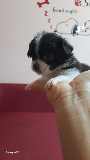 ชิวาว่า รูปที่ 2