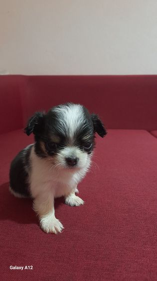 ชิวาว่า รูปที่ 10