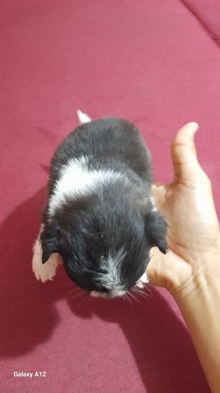 ชิวาวา (Chihuahua) เล็ก ชิวาว่า