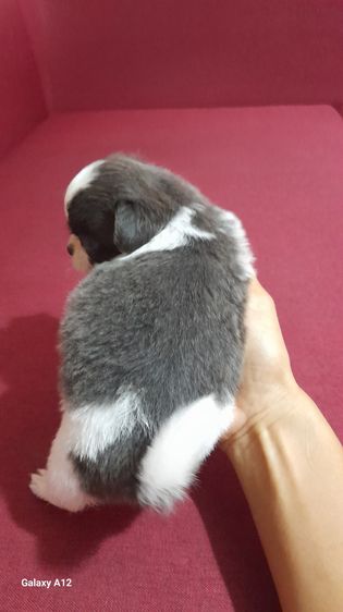 ชิวาว่า รูปที่ 6