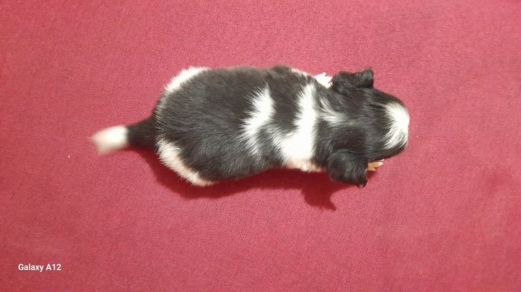 ชิวาว่า รูปที่ 8