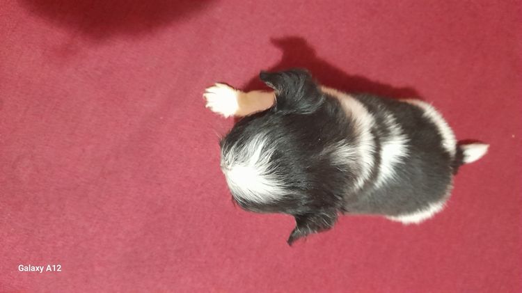 ชิวาว่าขนยาว รูปที่ 3