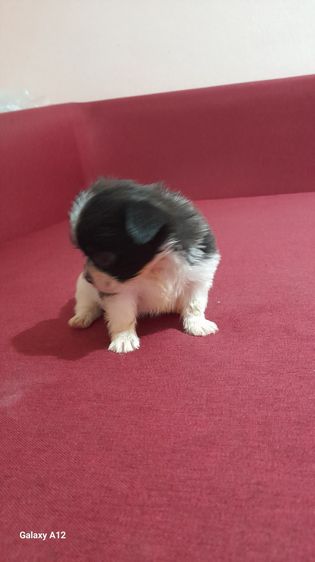 ชิวาว่าขนยาว รูปที่ 5