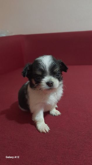 ชิวาว่าขนยาว รูปที่ 4