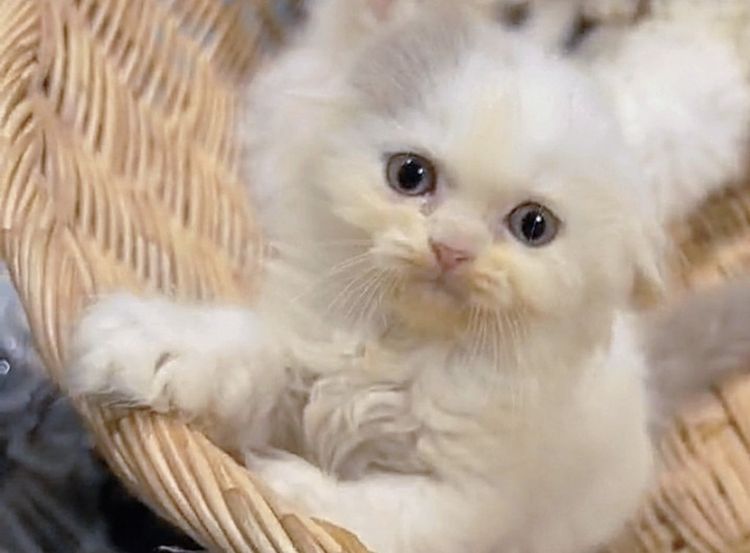 แมวสก็อตติซโฟลด์ รูปที่ 3