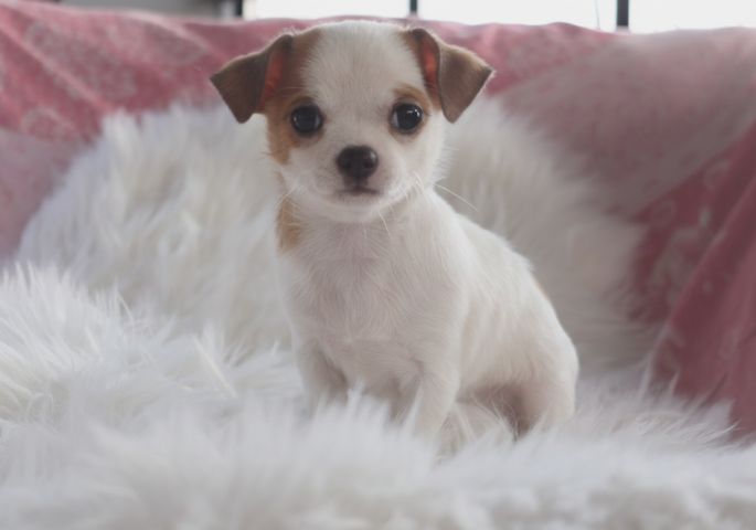 ชิวาว่าขนสั้นขนยาว รูปที่ 2