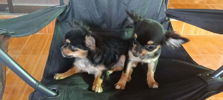 สุนัข รูปที่ 11