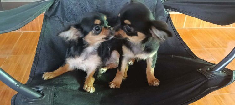ชิวาวา (Chihuahua) เล็ก สุนัข