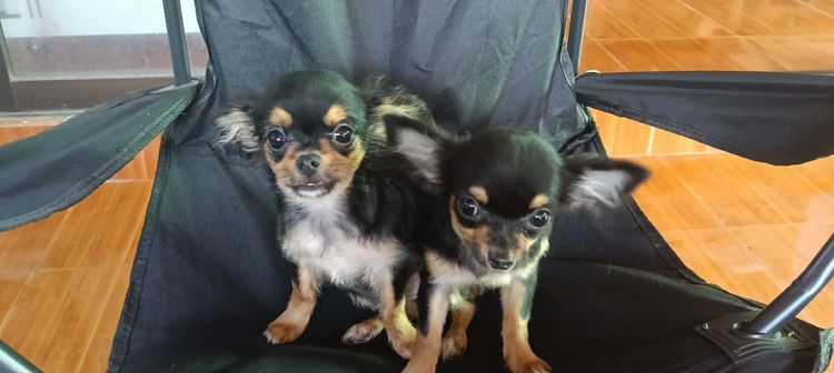 สุนัข รูปที่ 10