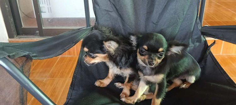 สุนัข รูปที่ 5