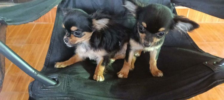 สุนัข รูปที่ 4