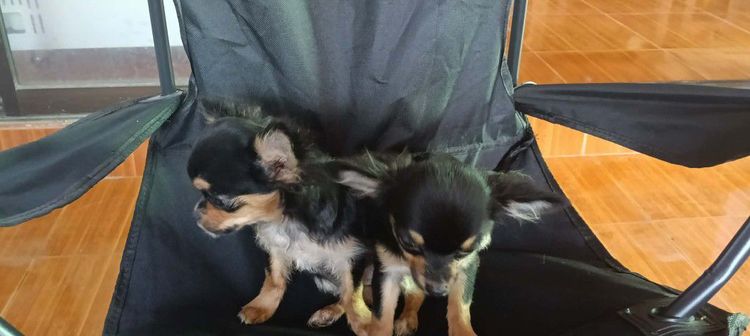 สุนัข รูปที่ 8