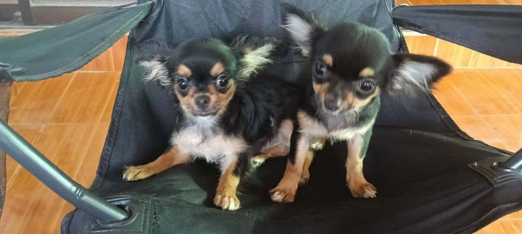 สุนัข รูปที่ 3