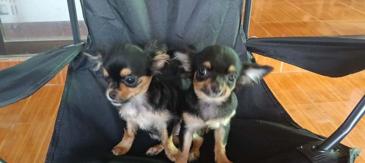 สุนัข รูปที่ 9