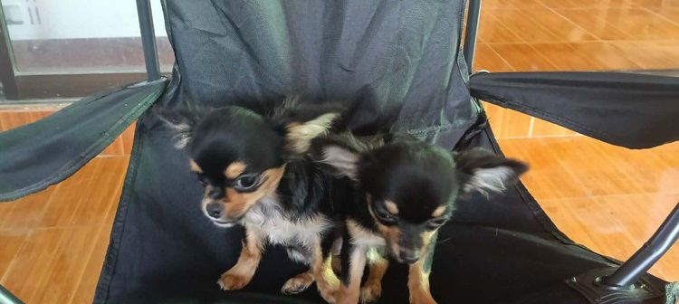 สุนัข รูปที่ 7