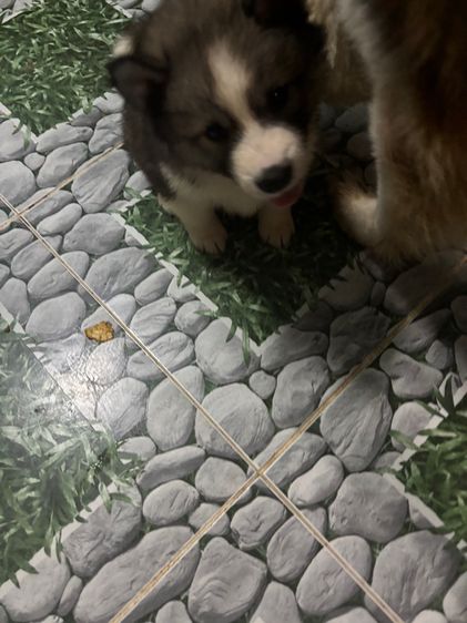 น้องหมาน่ารักสุด ๆๆไป รูปที่ 15