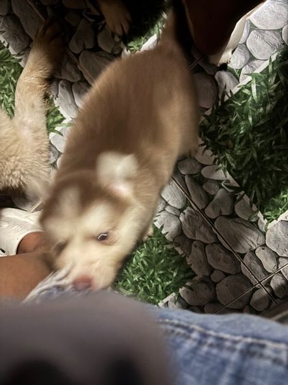 น้องหมาน่ารักสุด ๆๆไป รูปที่ 18