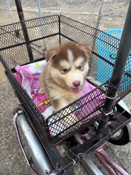 น้องหมาน่ารักสุด ๆๆไป รูปที่ 2