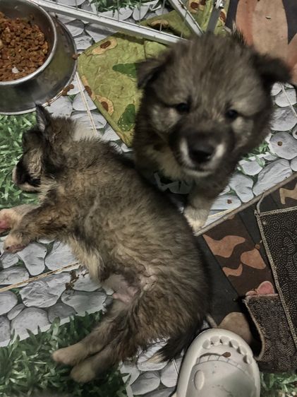 น้องหมาน่ารักสุด ๆๆไป รูปที่ 8